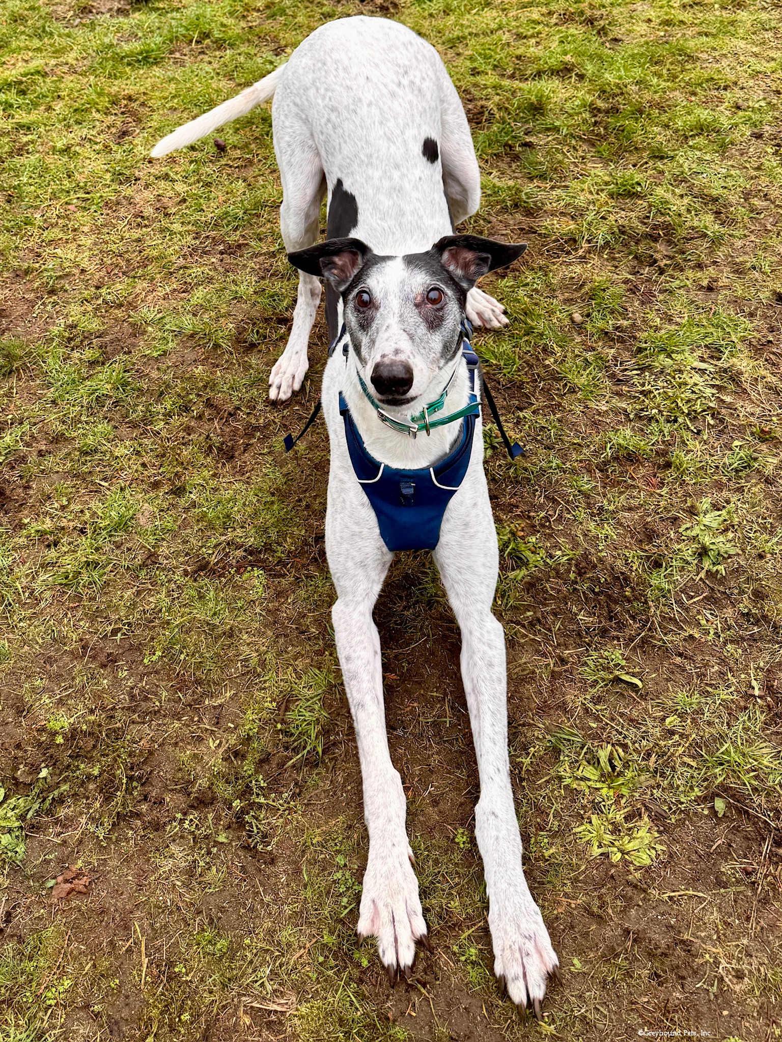 Enlarge Marty, a Adoptable Greyhound in Woodinville, WA image 3/3