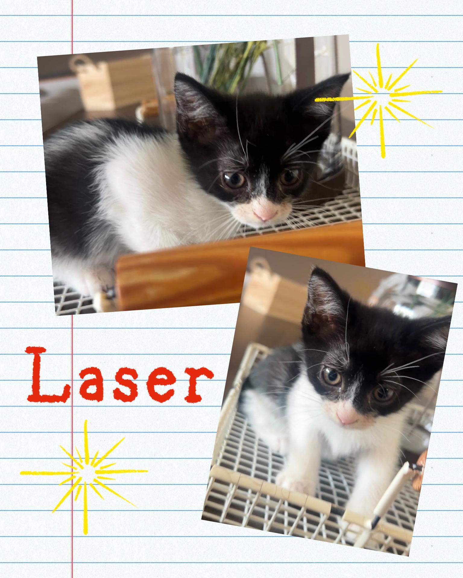 Enlarge Laser, a Adoptable Domestic Short Hair in Pasco, WA image 1/3
