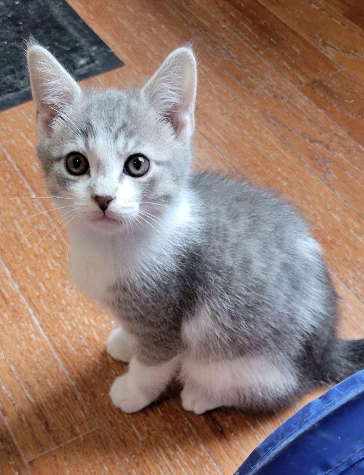 Enlarge Kismet, a Adoptable Domestic Short Hair in Gerrardstown, WV image 1/6