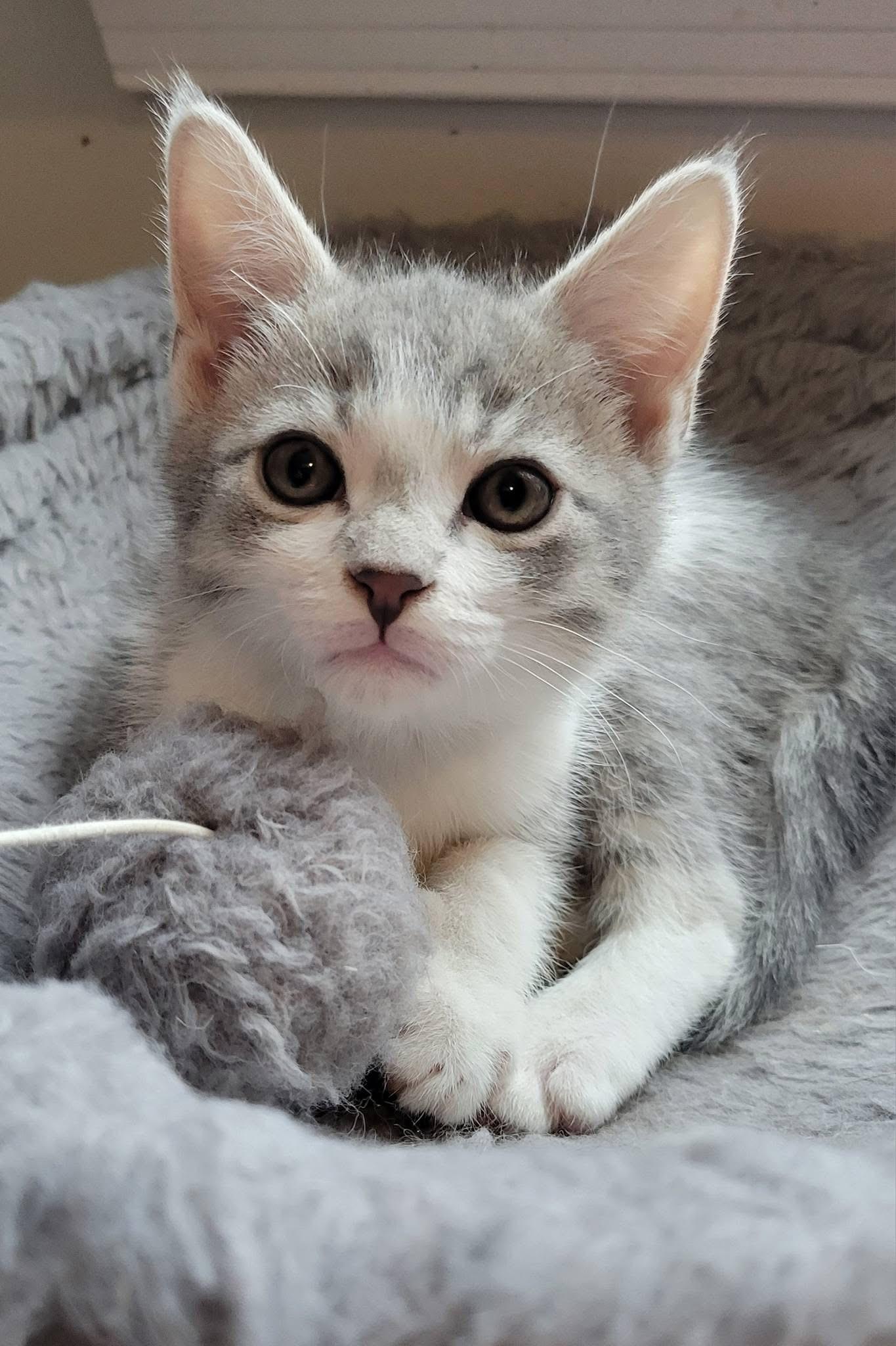 Enlarge Kismet, a Adoptable Domestic Short Hair in Gerrardstown, WV image 4/6