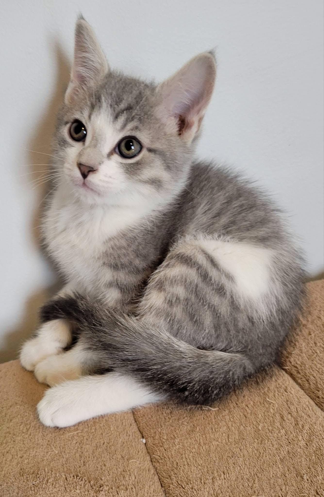Enlarge Kismet, a Adoptable Domestic Short Hair in Gerrardstown, WV image 6/6