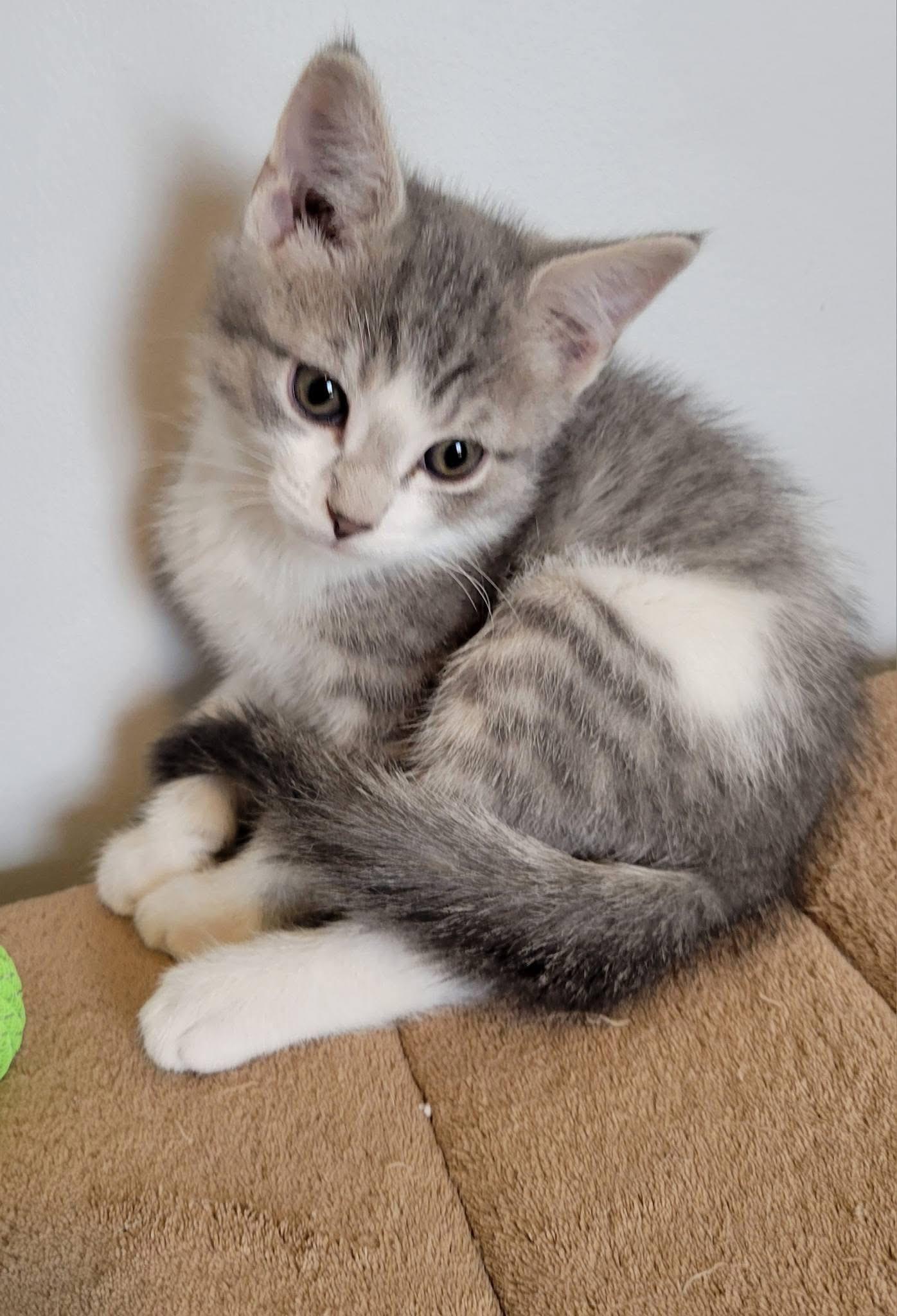 Enlarge Kismet, a Adoptable Domestic Short Hair in Gerrardstown, WV image 3/6