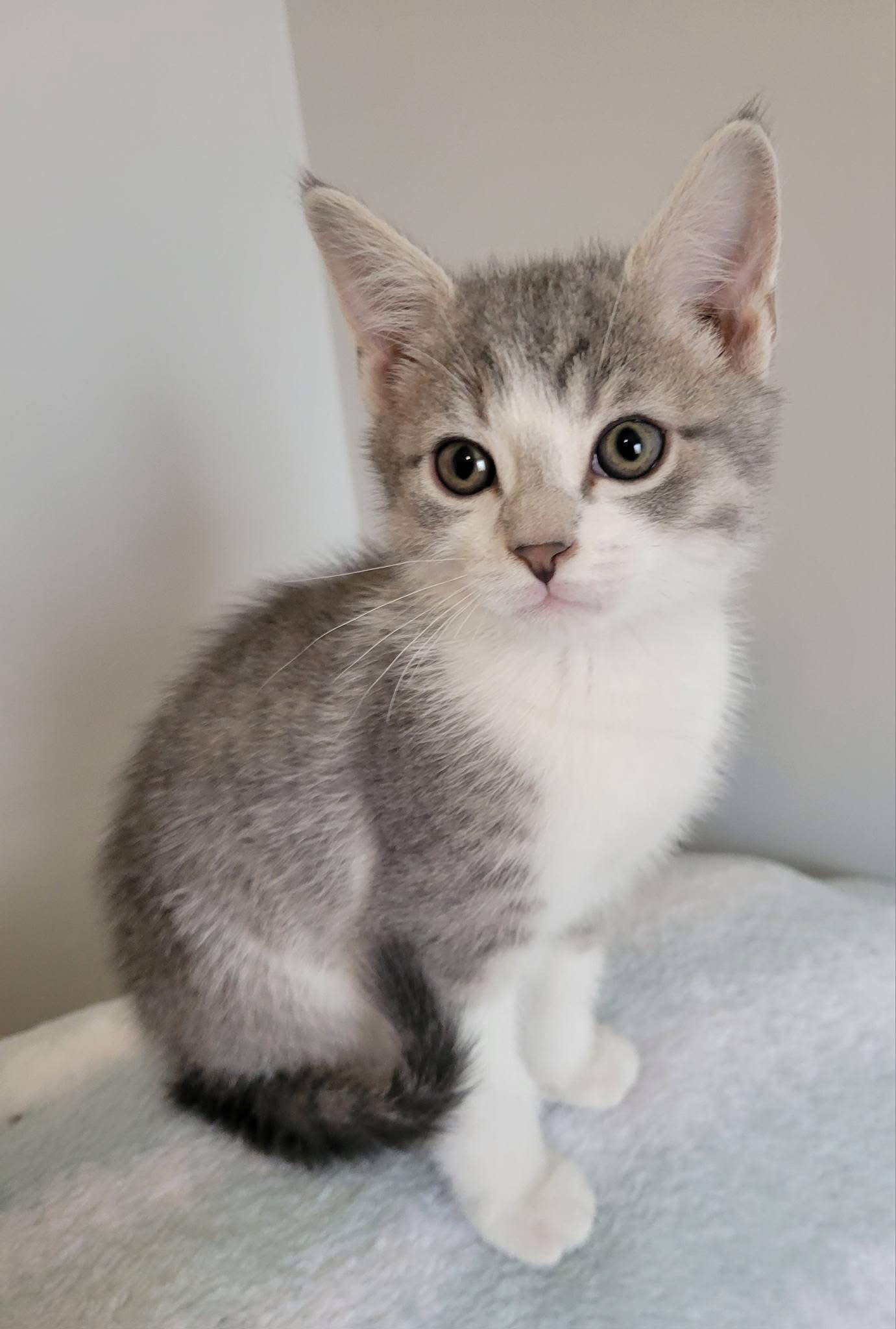 Enlarge Kismet, a Adoptable Domestic Short Hair in Gerrardstown, WV image 5/6