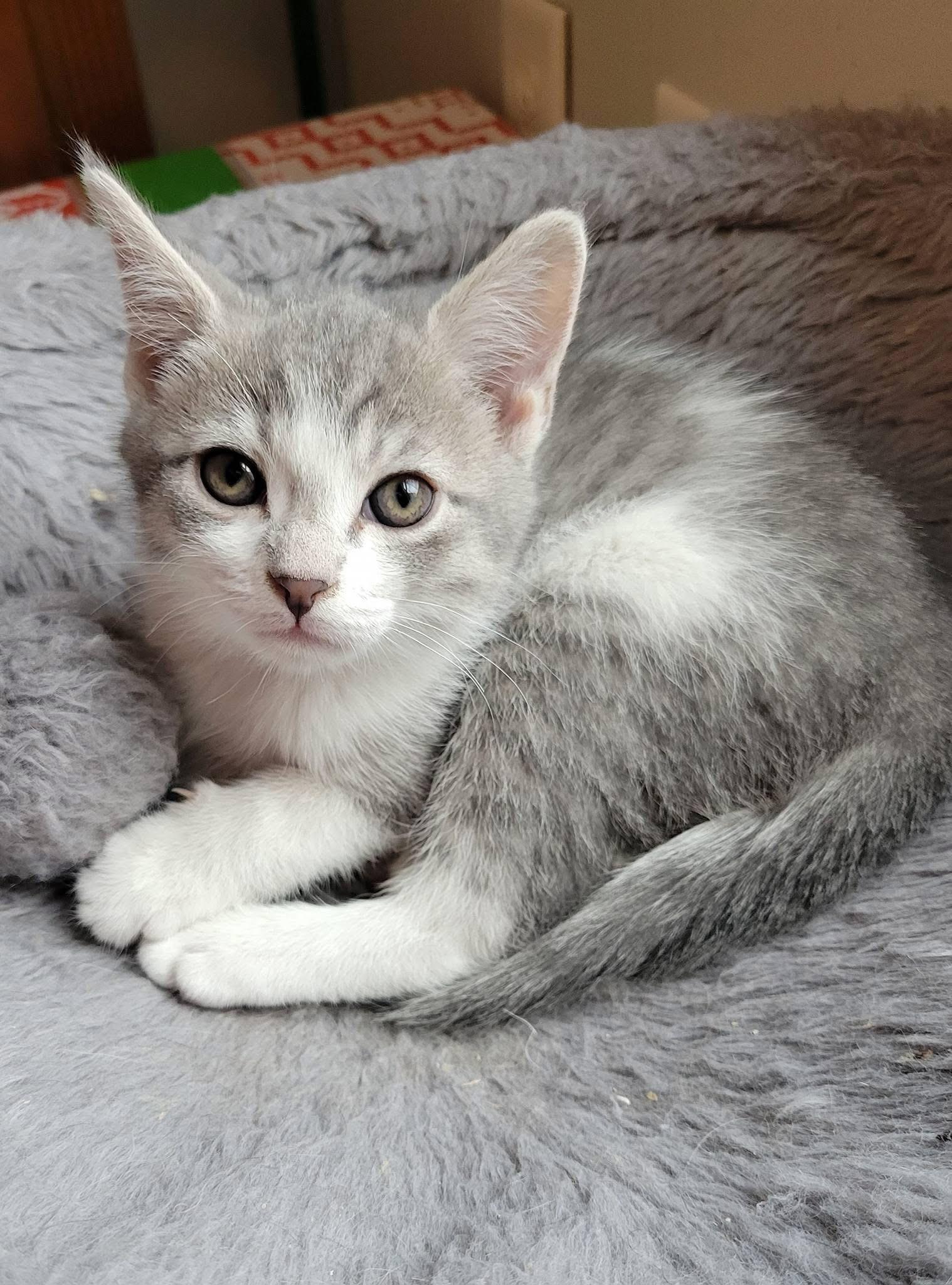 Enlarge Kismet, a Adoptable Domestic Short Hair in Gerrardstown, WV image 2/6