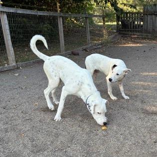 Max, Adoptable, Young Male Dalmatian & Husky.