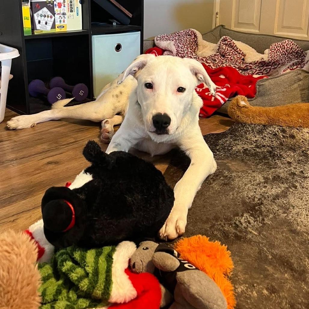Enlarge Max, a Adoptable mixed breed in Rochester, MN image 2/6