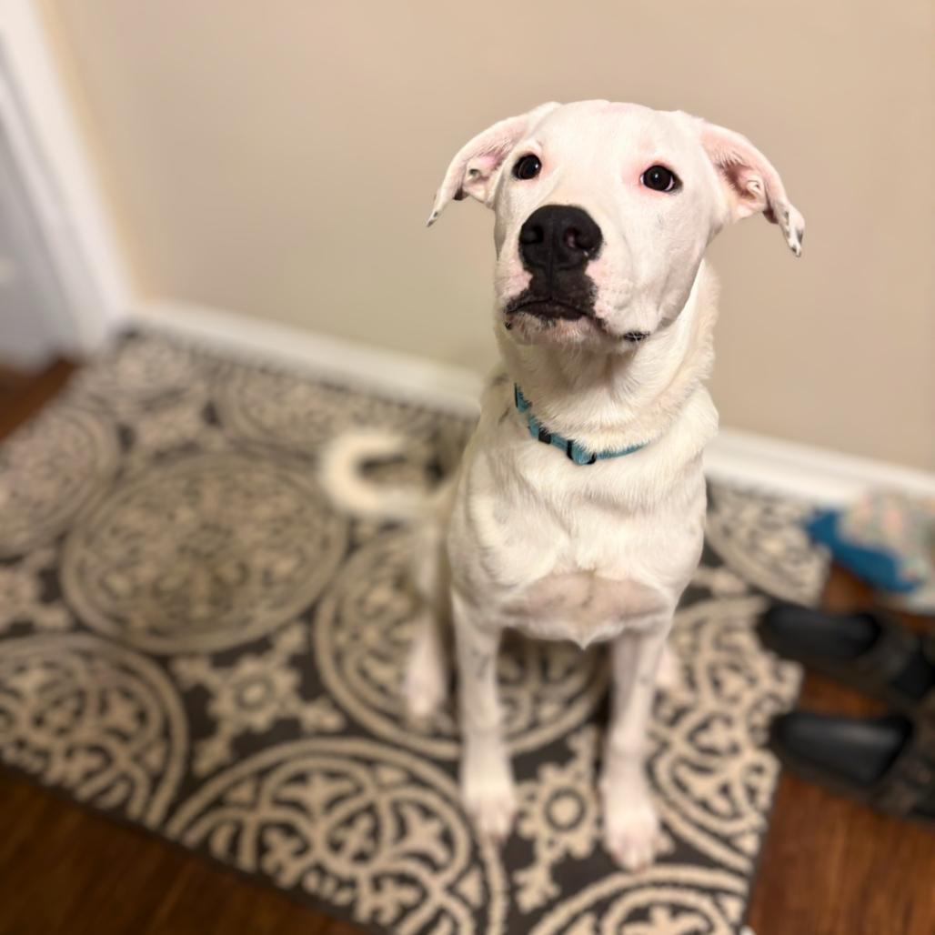 Enlarge Max, a Adoptable mixed breed in Rochester, MN image 3/6