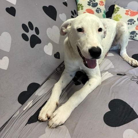 Enlarge Max, a Adoptable mixed breed in Rochester, MN image 4/6
