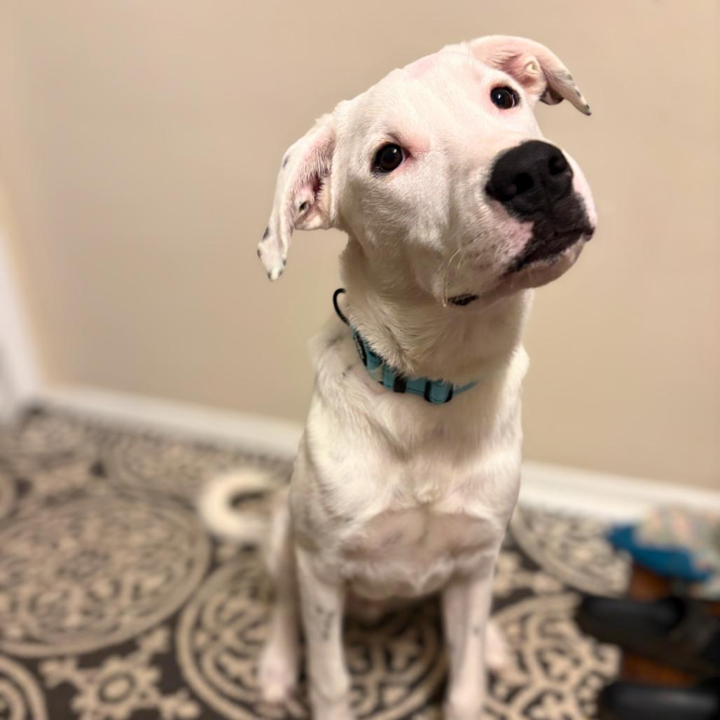 Enlarge Max, a Adoptable mixed breed in Rochester, MN image 5/6