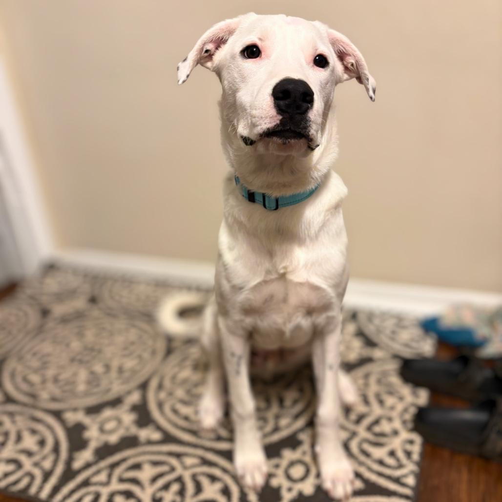 Enlarge Max, a Adoptable mixed breed in Rochester, MN image 6/6