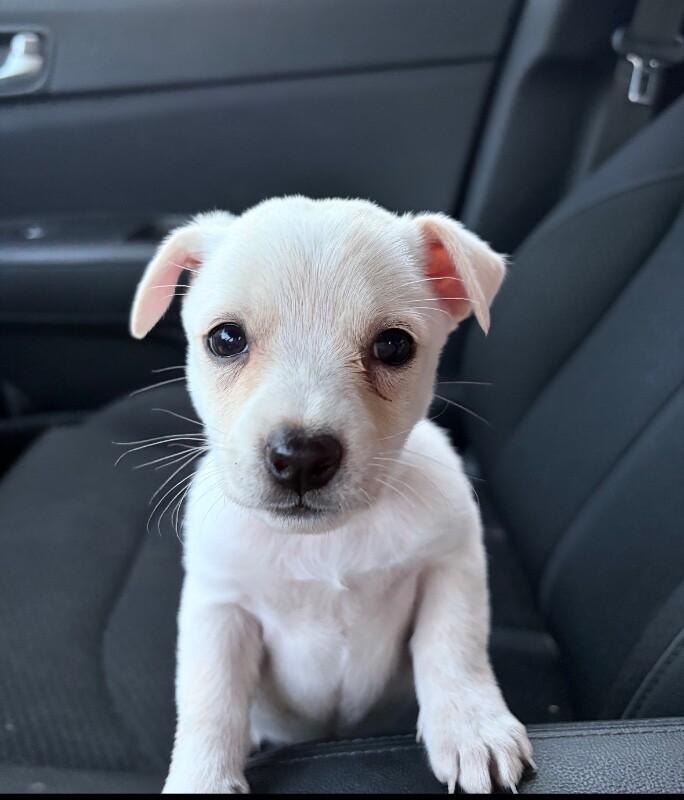 Peach Desert Litter photo