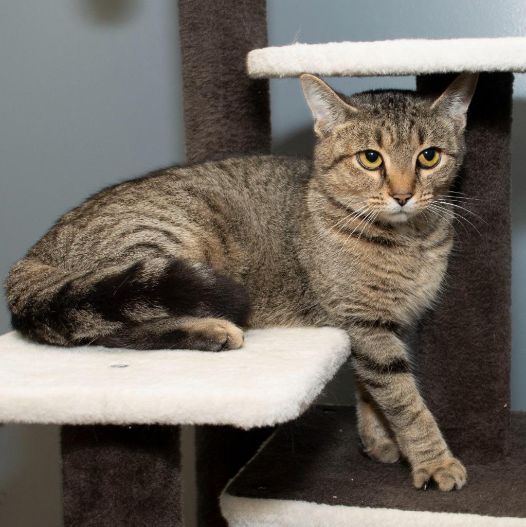 Arabelle, Adoptable, Young Female Domestic Short Hair.