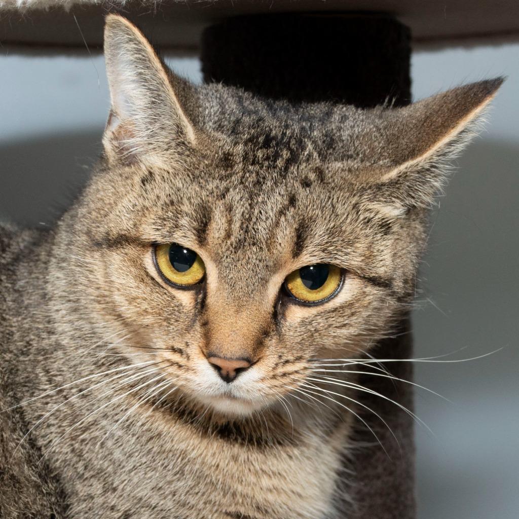 Enlarge Arabelle, a Adoptable Domestic Short Hair in Troy, OH image 2/2