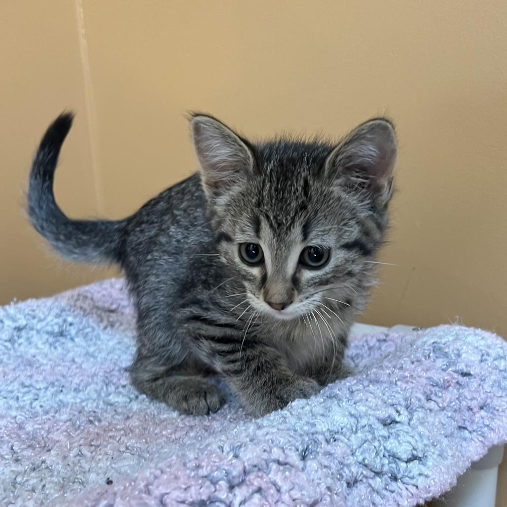 Enlarge Sally, a Adoptable Domestic Short Hair in Wadena, MN image 1/4