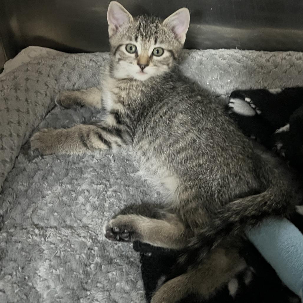 Enlarge Sally, a Adoptable Domestic Short Hair in Wadena, MN image 2/4