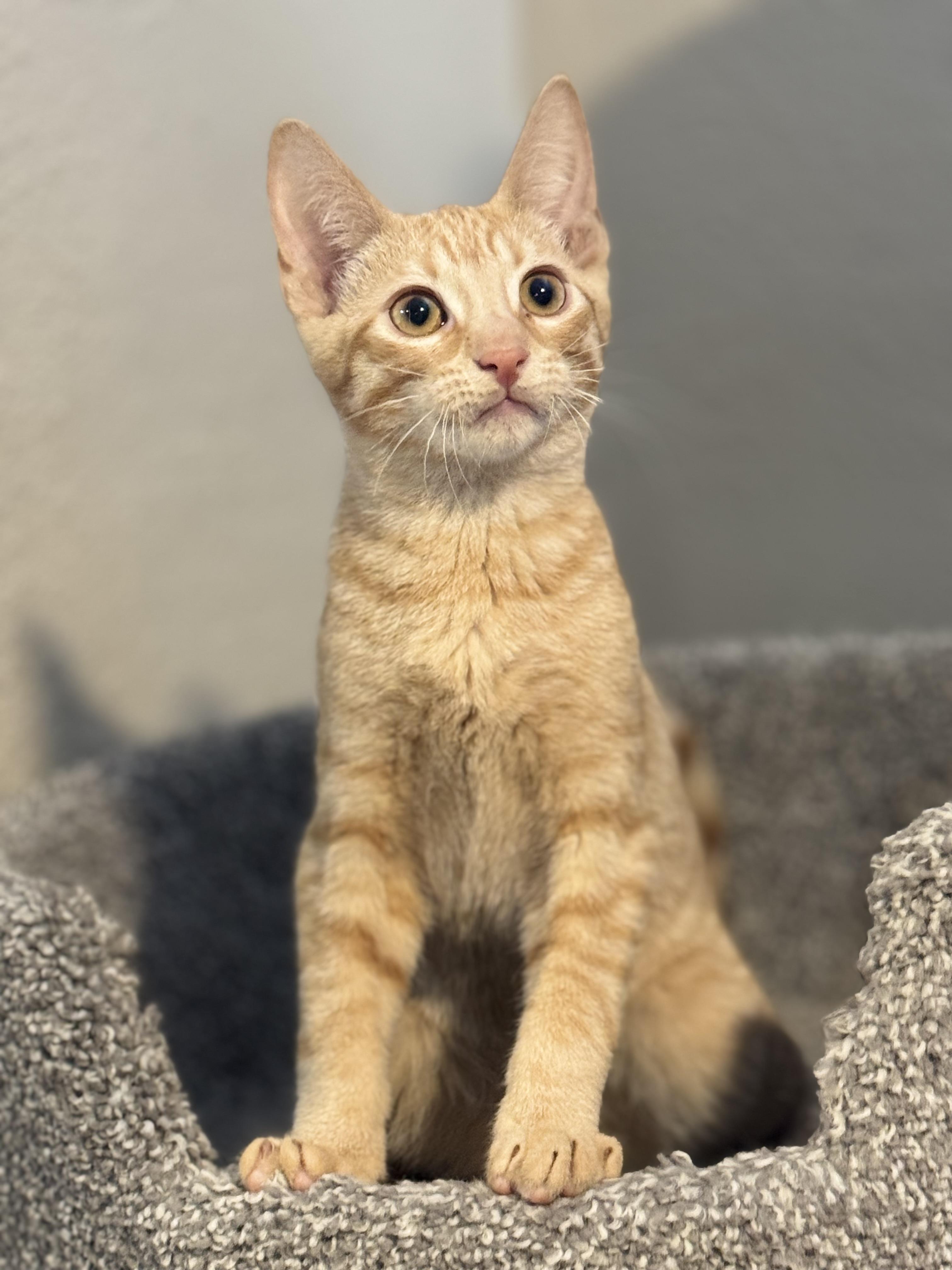 Enlarge FREEWAY, a ADOPTABLE Tabby in Houston, TX image 3/6