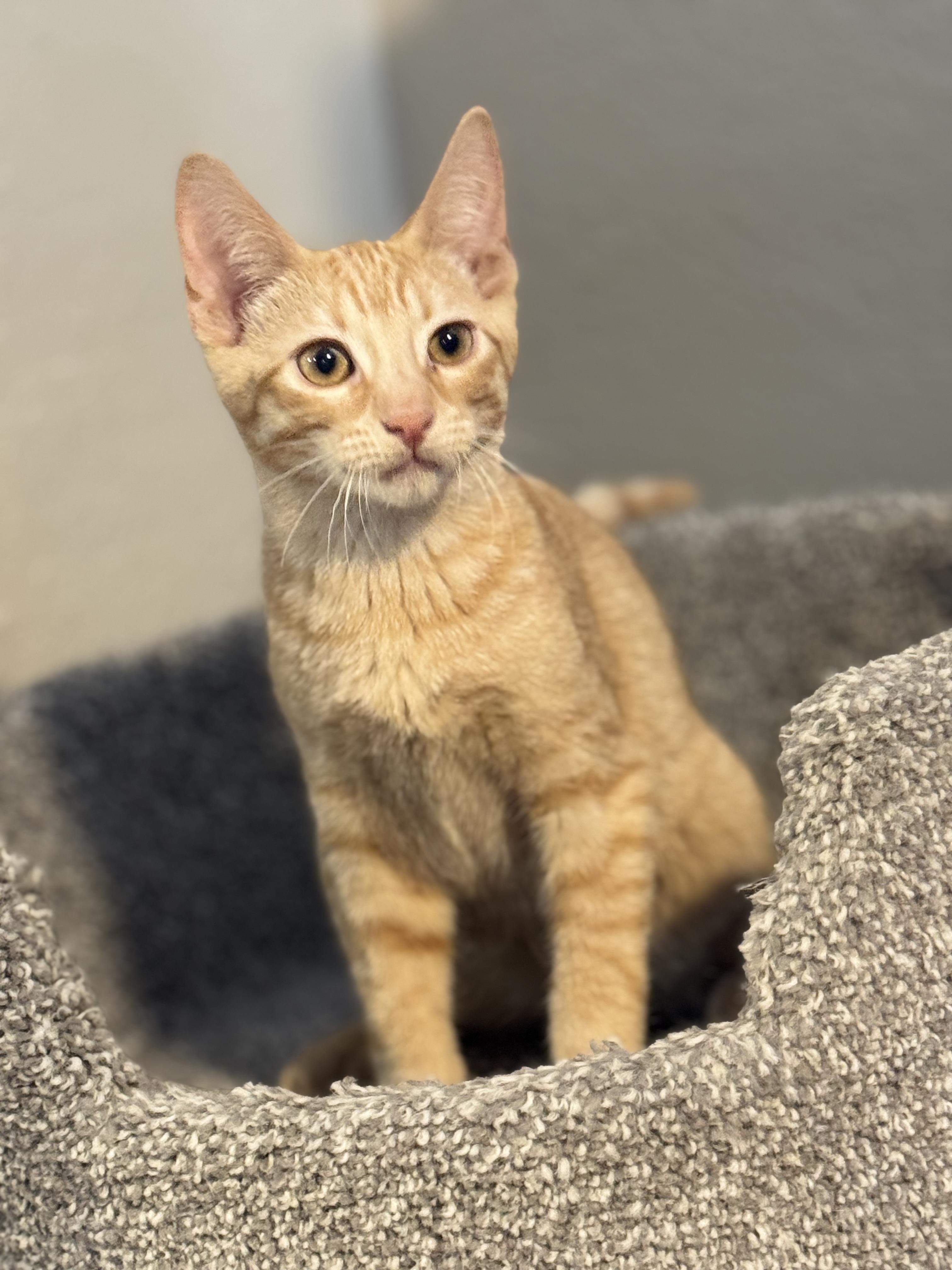 Enlarge FREEWAY, a ADOPTABLE Tabby in Houston, TX image 5/6