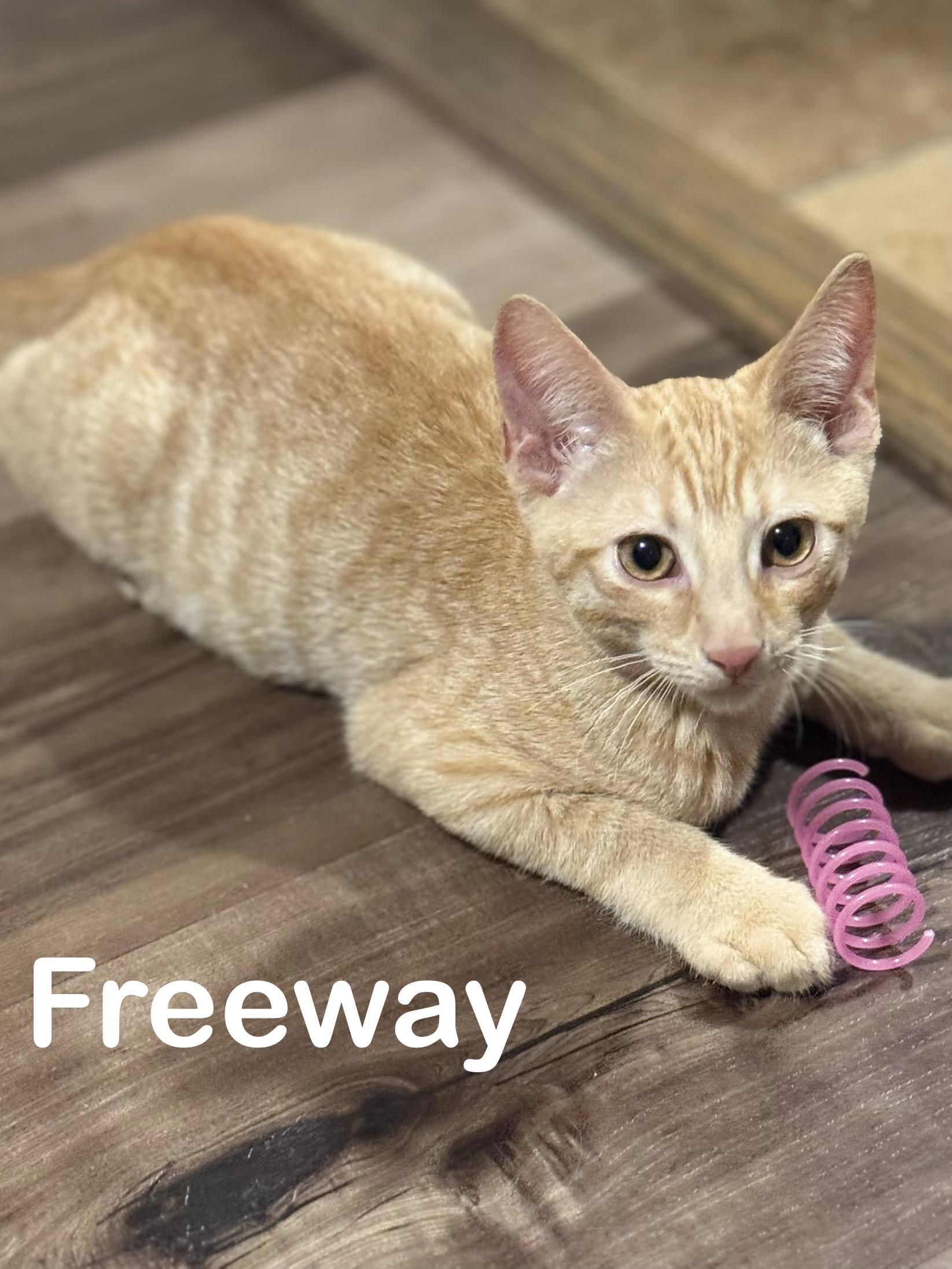 Enlarge FREEWAY, a ADOPTABLE Tabby in Houston, TX image 1/6