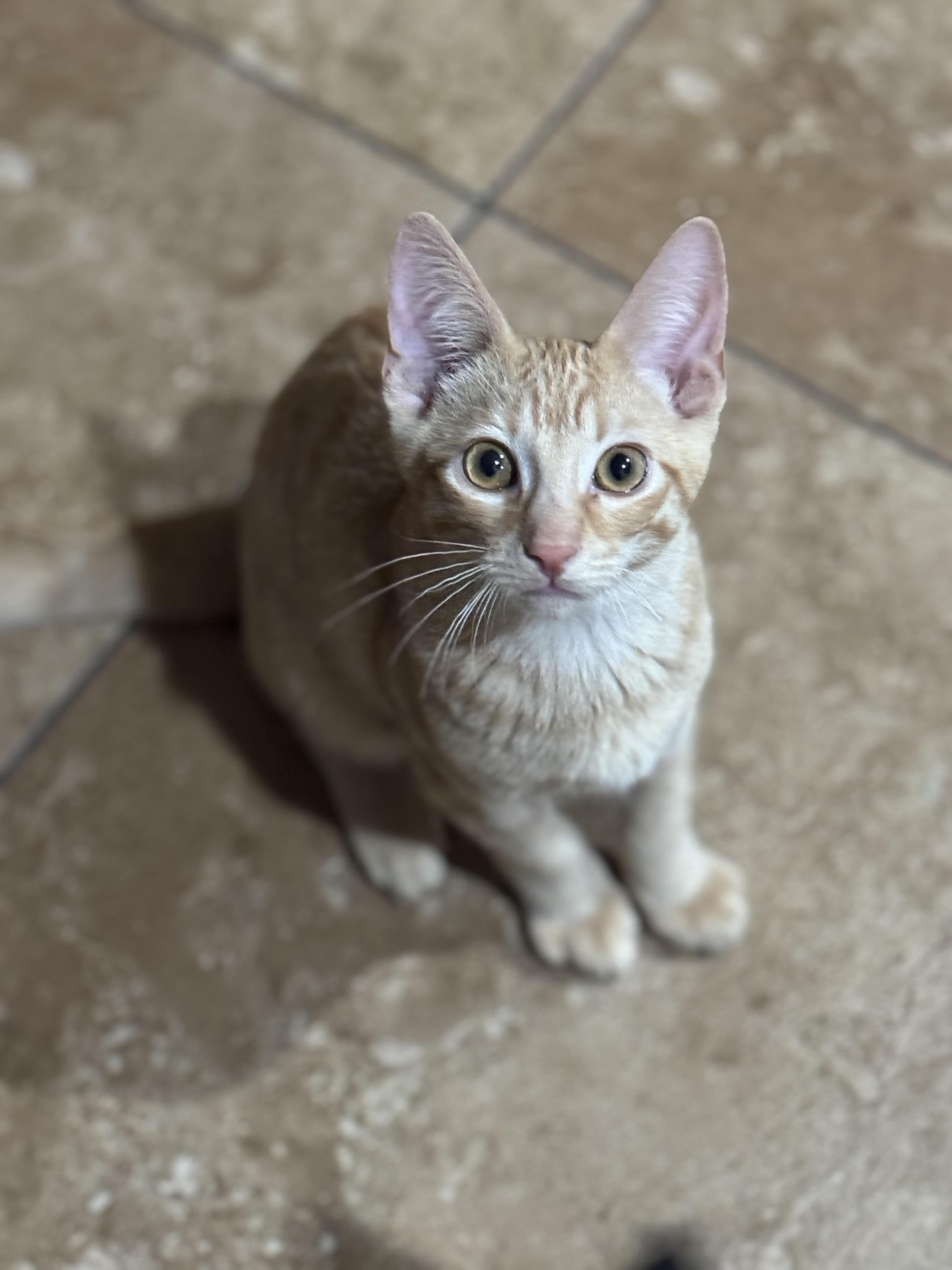 Enlarge FREEWAY, a ADOPTABLE Tabby in Houston, TX image 6/6