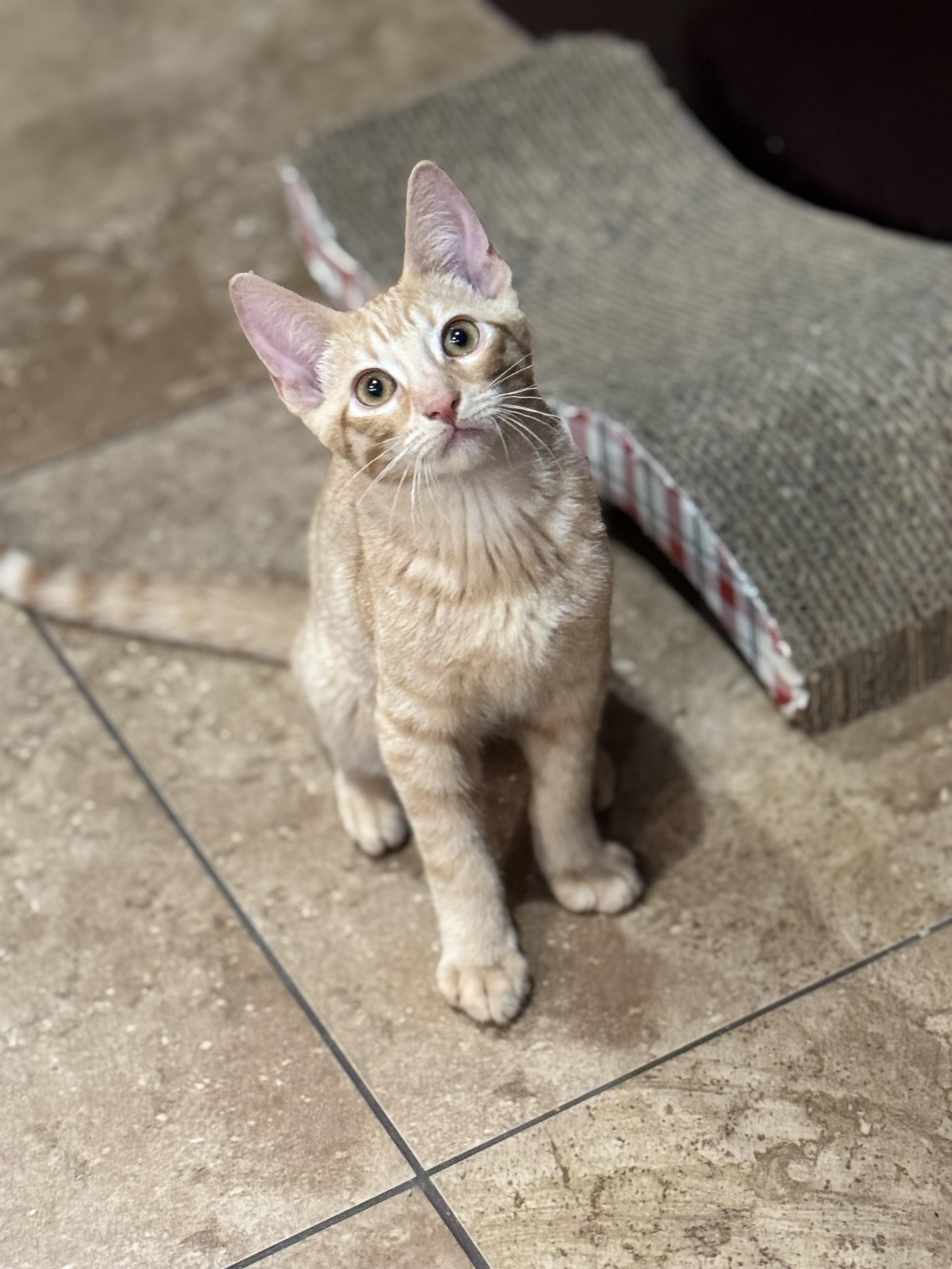 Enlarge FREEWAY, a ADOPTABLE Tabby in Houston, TX image 4/6