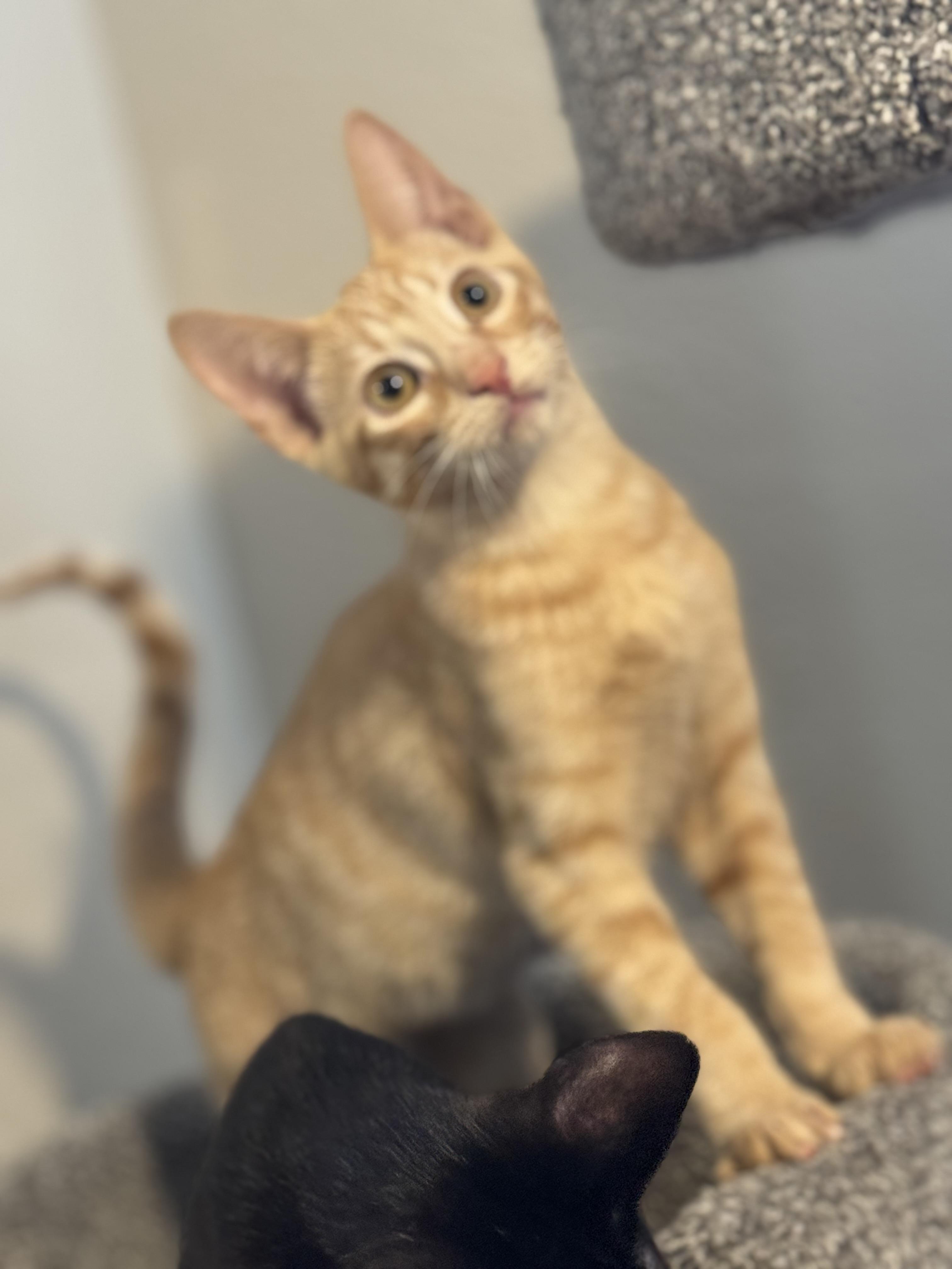 Enlarge FREEWAY, a ADOPTABLE Tabby in Houston, TX image 2/6