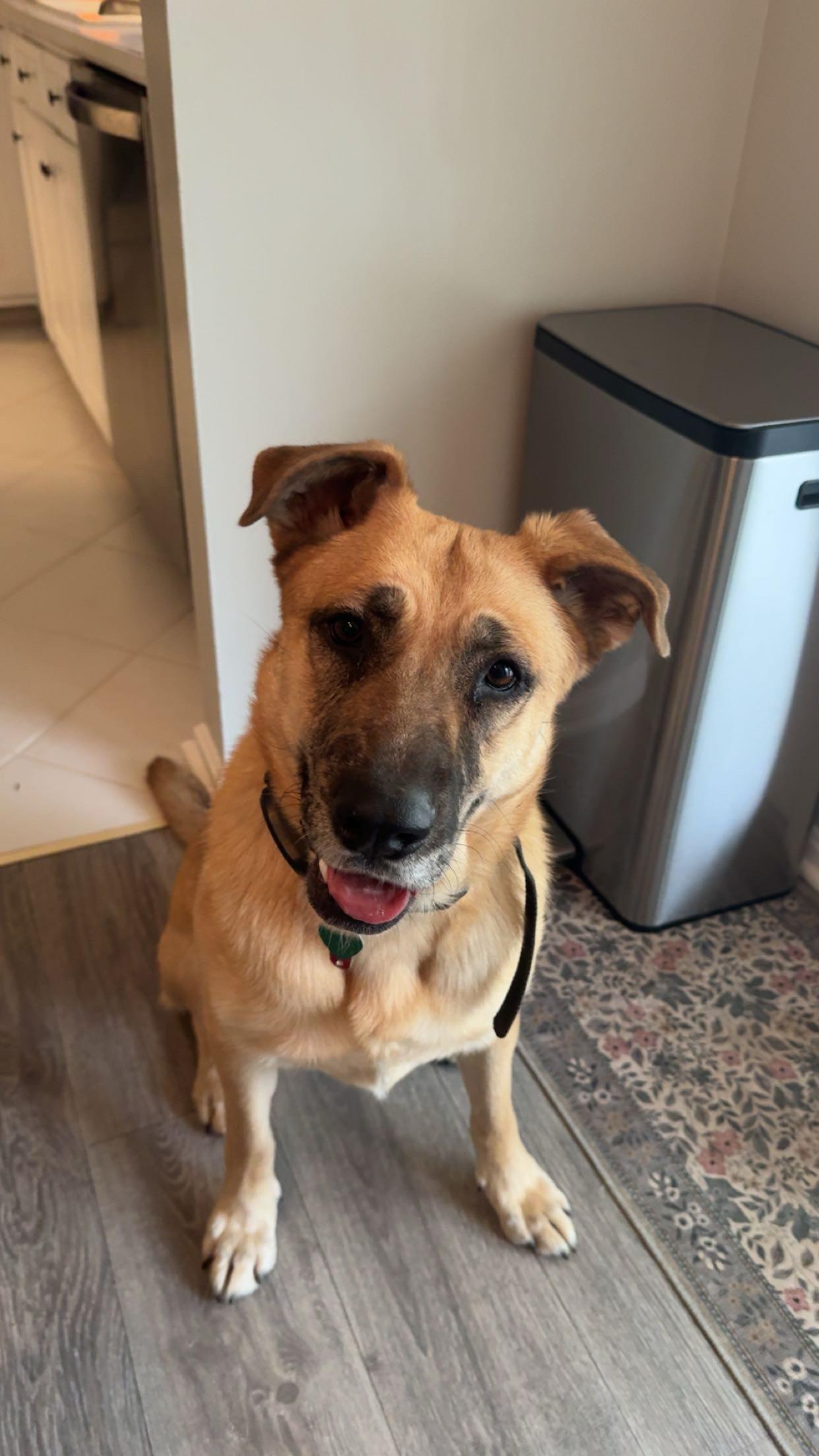 Enlarge Maverick, a ADOPTABLE mixed breed in Brunswick, OH image 1/6