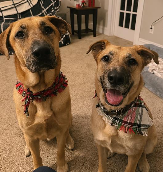 Enlarge Maverick, a ADOPTABLE mixed breed in Brunswick, OH image 2/6