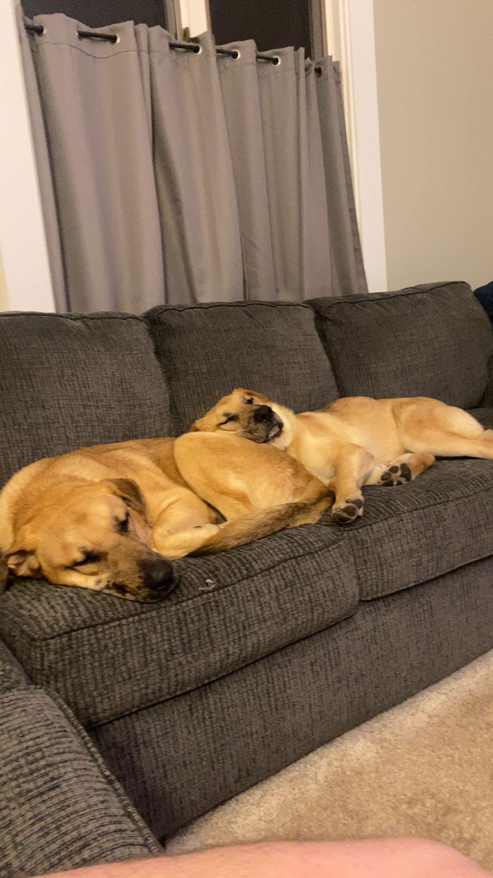 Enlarge Maverick, a ADOPTABLE mixed breed in Brunswick, OH image 6/6