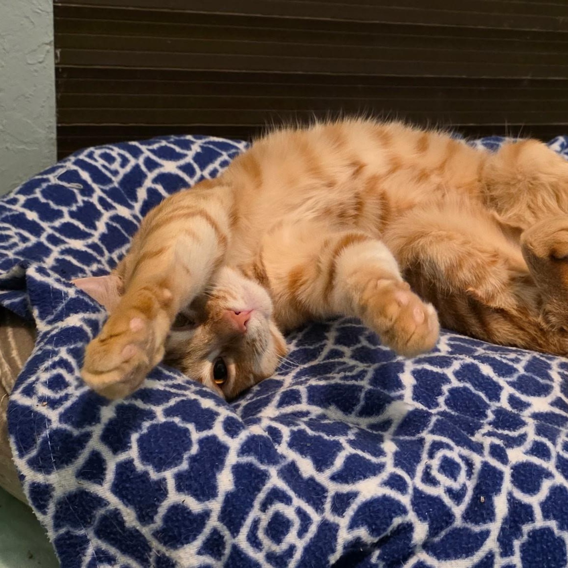 Enlarge Mandarin, a ADOPTABLE mixed breed in Smithtown, NY image 2/3