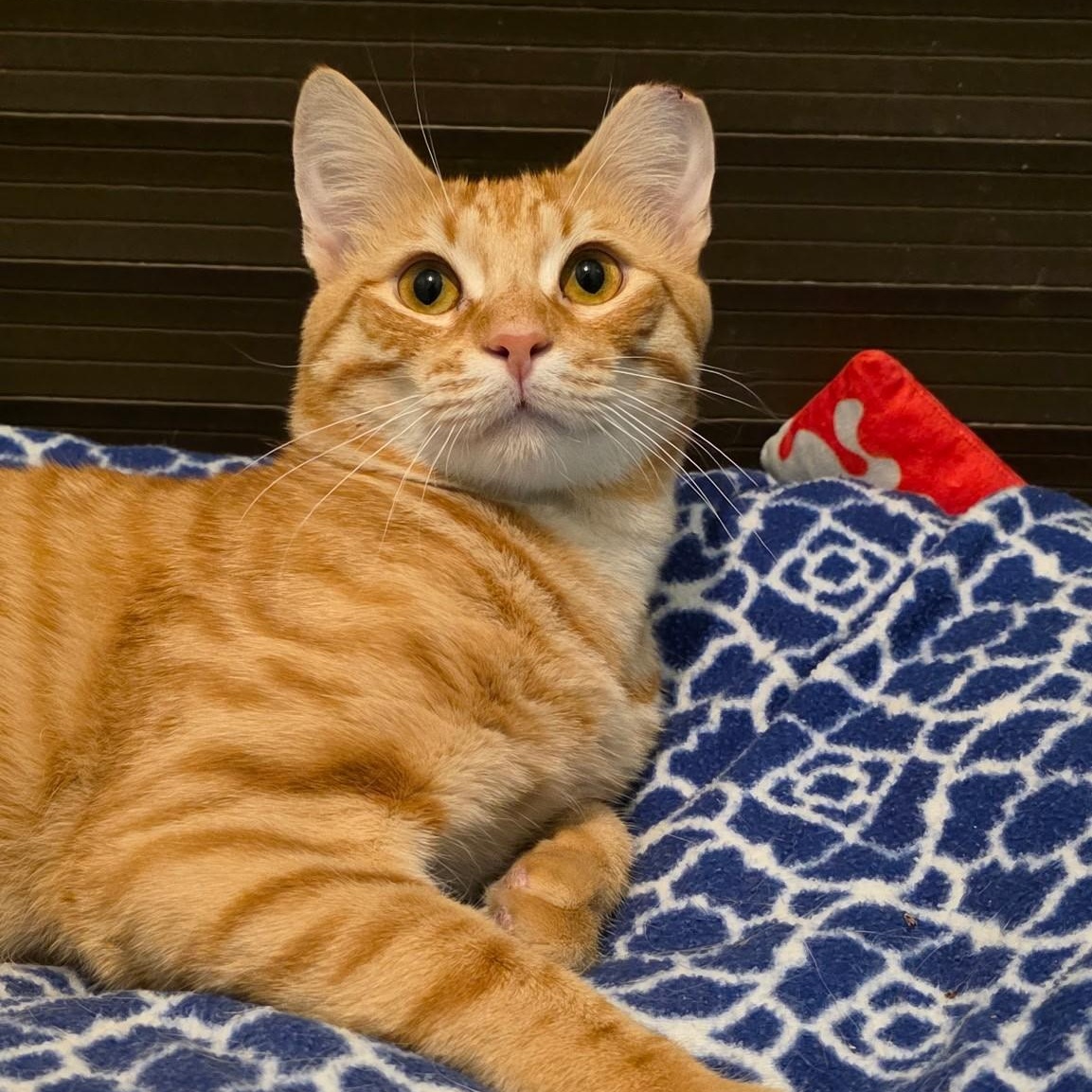 Mandarin, ADOPTABLE, Adult Male Domestic Short Hair.
