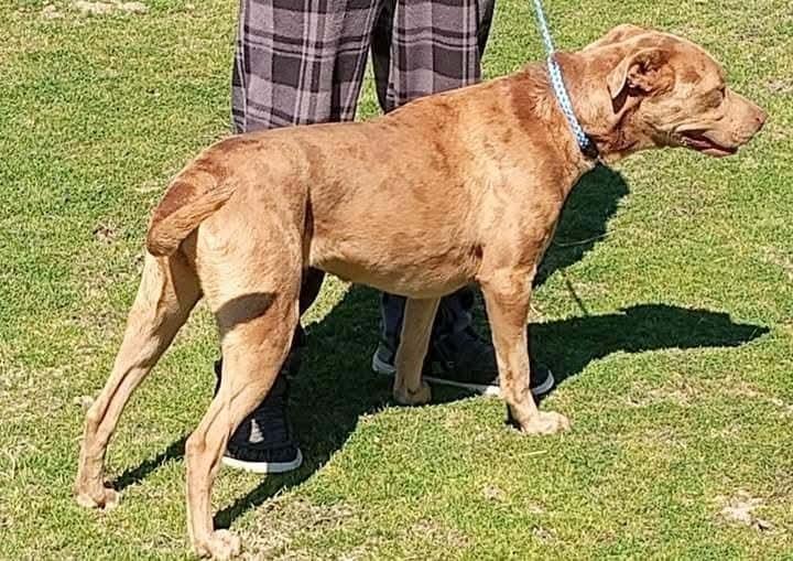 Ripley, Adoptable, Adult Male Catahoula Leopard Dog.