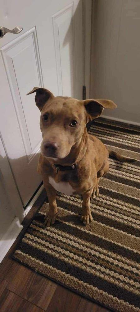 Enlarge Ripley, a Adoptable Catahoula Leopard Dog in New Bedford, MA image 2/4