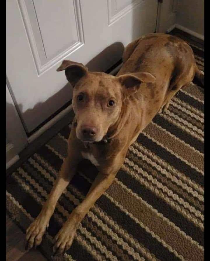 Enlarge Ripley, a Adoptable Catahoula Leopard Dog in New Bedford, MA image 3/4