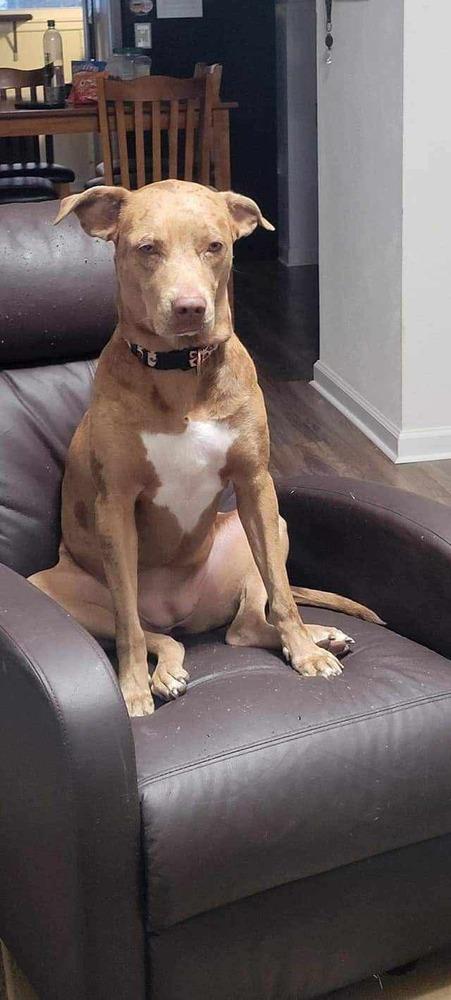 Enlarge Ripley, a Adoptable Catahoula Leopard Dog in New Bedford, MA image 4/4