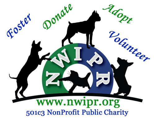 **FOSTERS NEEDED**, a Adoptable mixed breed in Edmonds, WA image 1/6