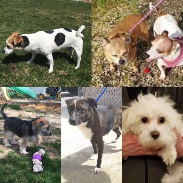 **FOSTERS NEEDED**, a Adoptable mixed breed in Edmonds, WA image 3/6