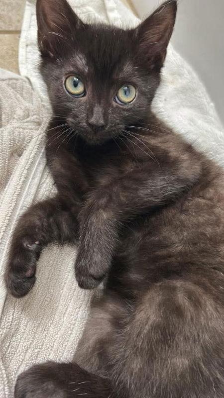 Candy Corn thumbnail 2