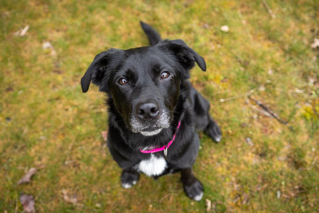Luna, a ADOPTABLE mixed breed in Jacksonville, OR image 1/6