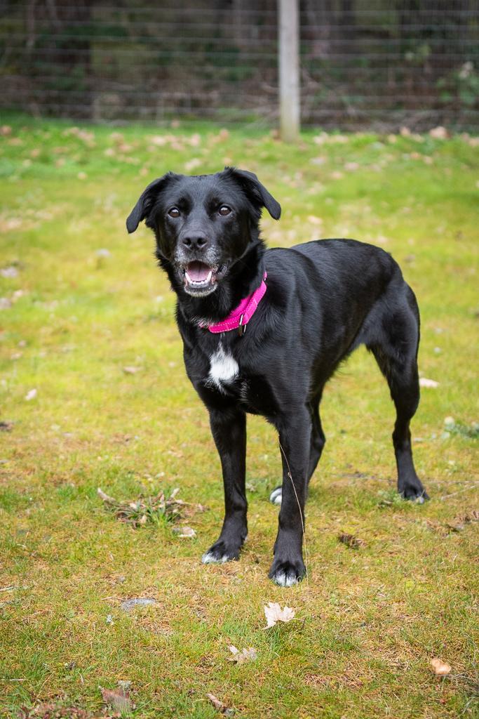 Luna, a ADOPTABLE mixed breed in Jacksonville, OR image 4/6