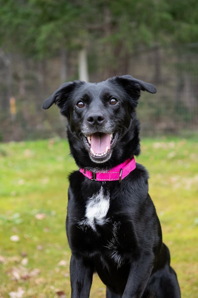 Luna, a ADOPTABLE mixed breed in Jacksonville, OR image 2/6