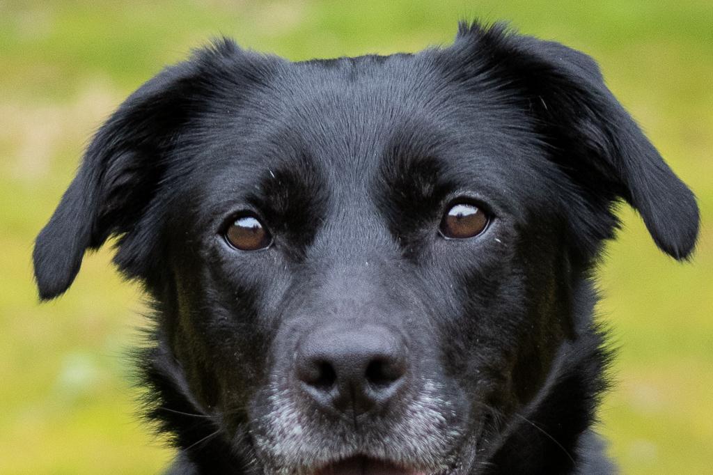 Luna, a ADOPTABLE mixed breed in Jacksonville, OR image 3/6