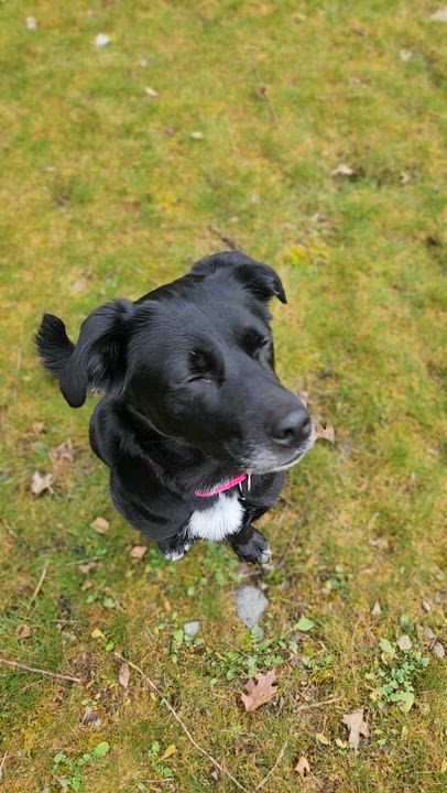 Enlarge Luna, a ADOPTABLE mixed breed in Jacksonville, OR video 6/6