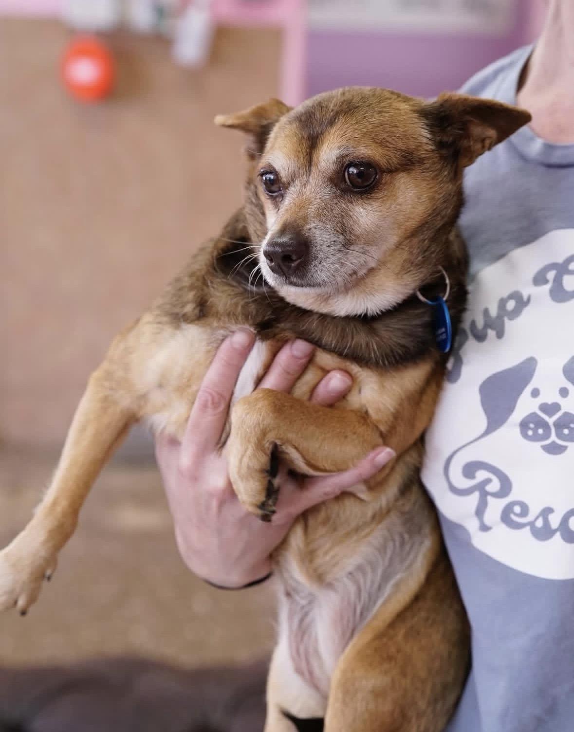 Enlarge Phyllis, a ADOPTABLE mixed breed in Pasadena, CA image 5/5