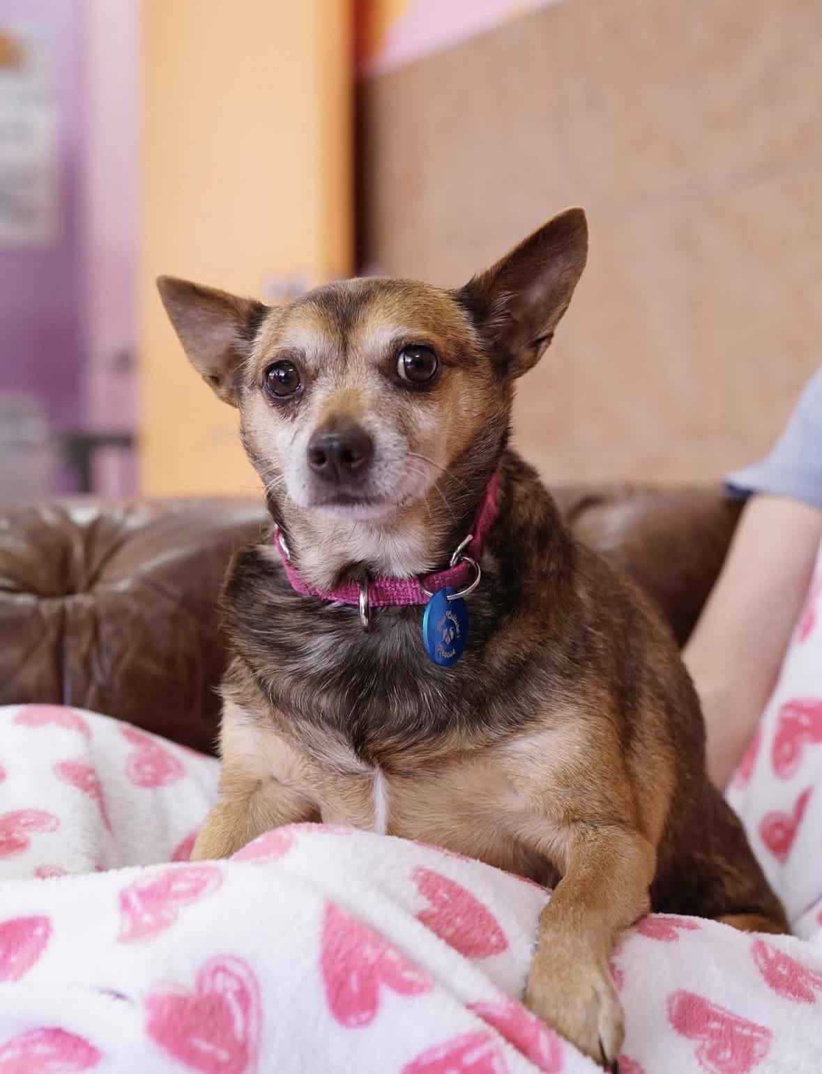 Enlarge Phyllis, a ADOPTABLE mixed breed in Pasadena, CA image 3/5