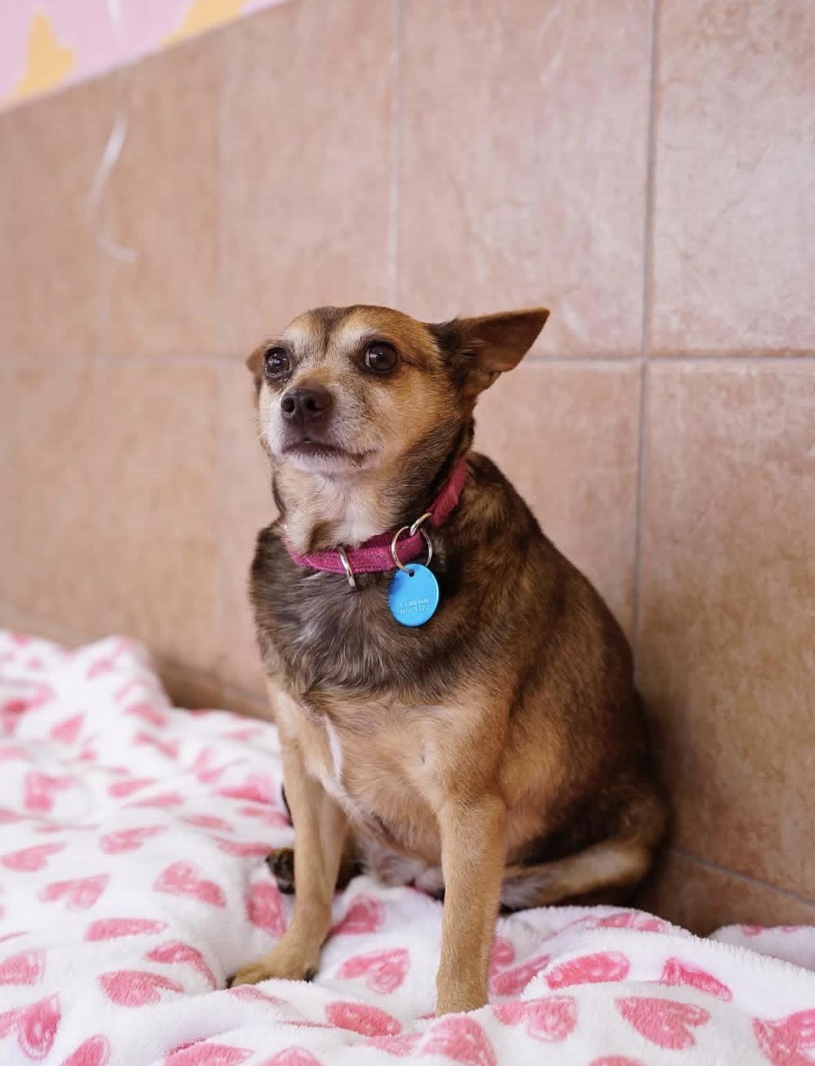 Enlarge Phyllis, a ADOPTABLE mixed breed in Pasadena, CA image 4/5