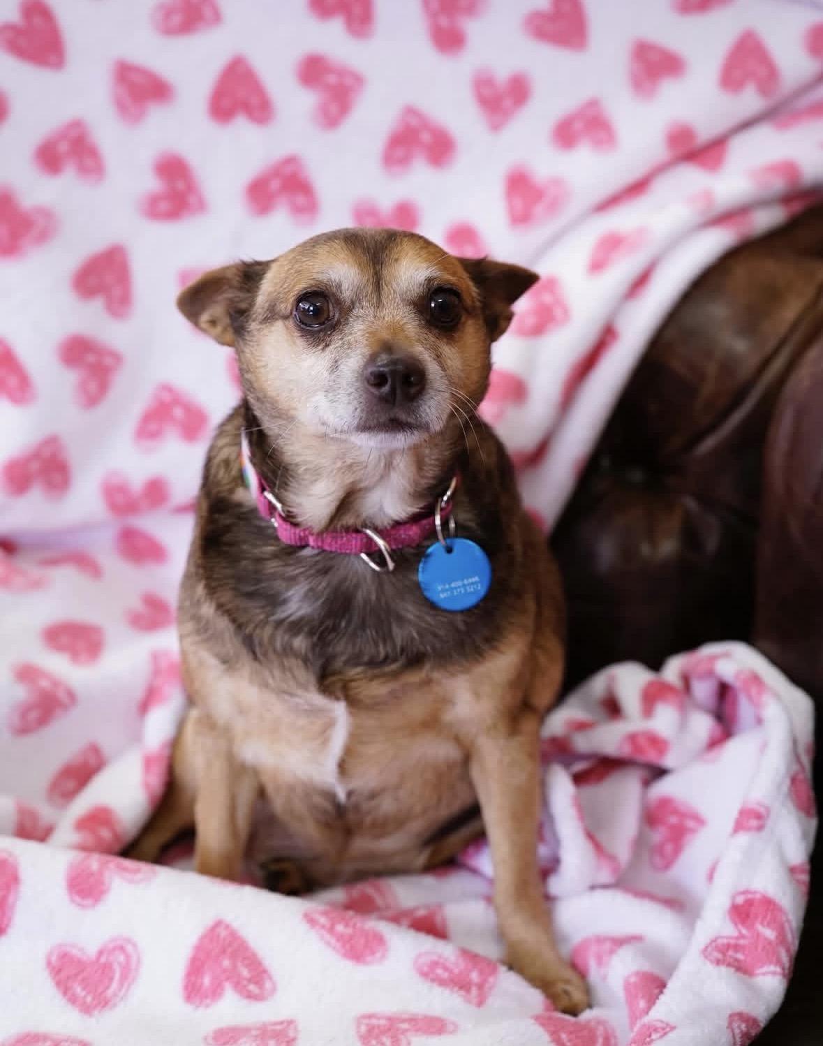Enlarge Phyllis, a ADOPTABLE mixed breed in Pasadena, CA image 1/5