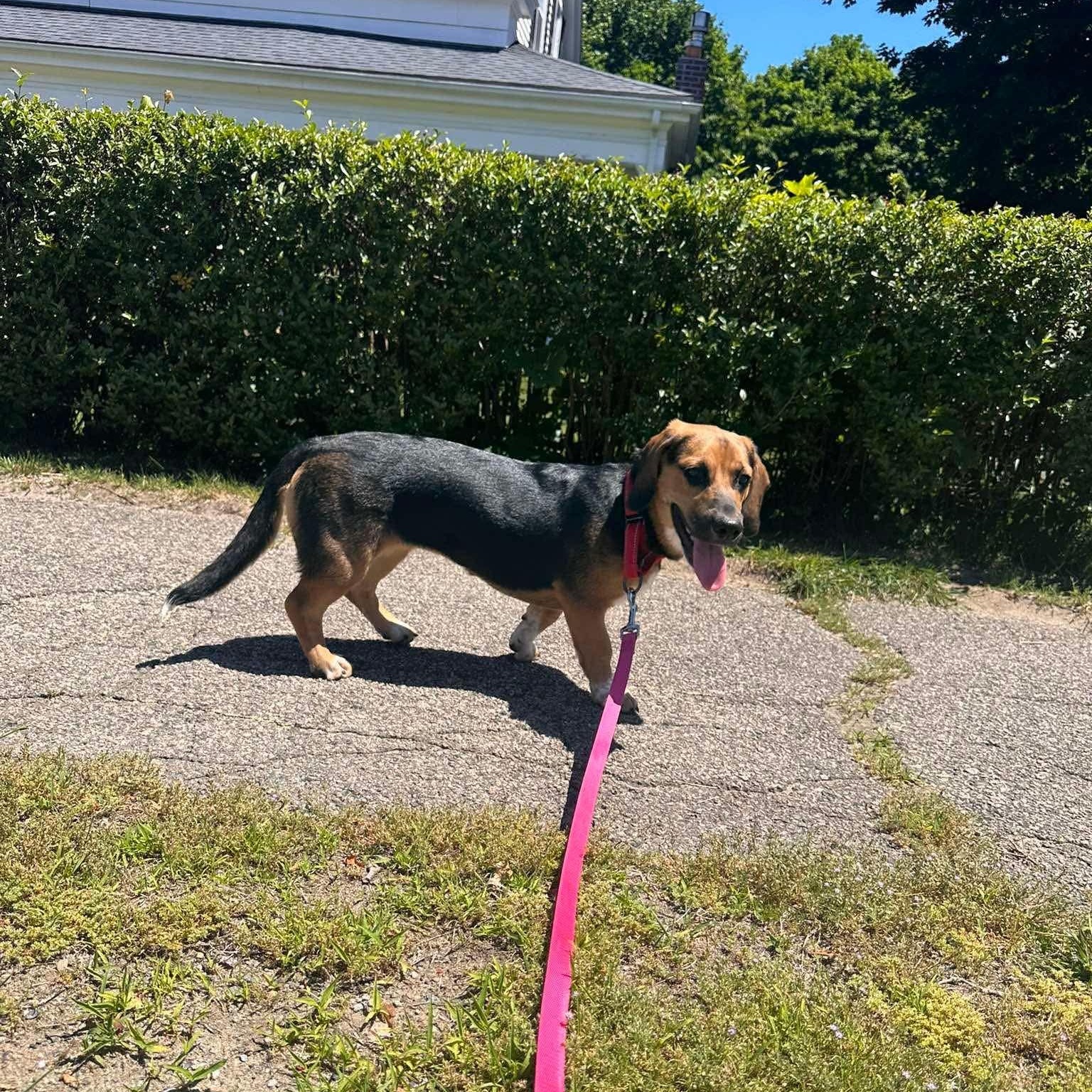 Buttons, an adopted mixed breed in Billerica, MA image 4/4