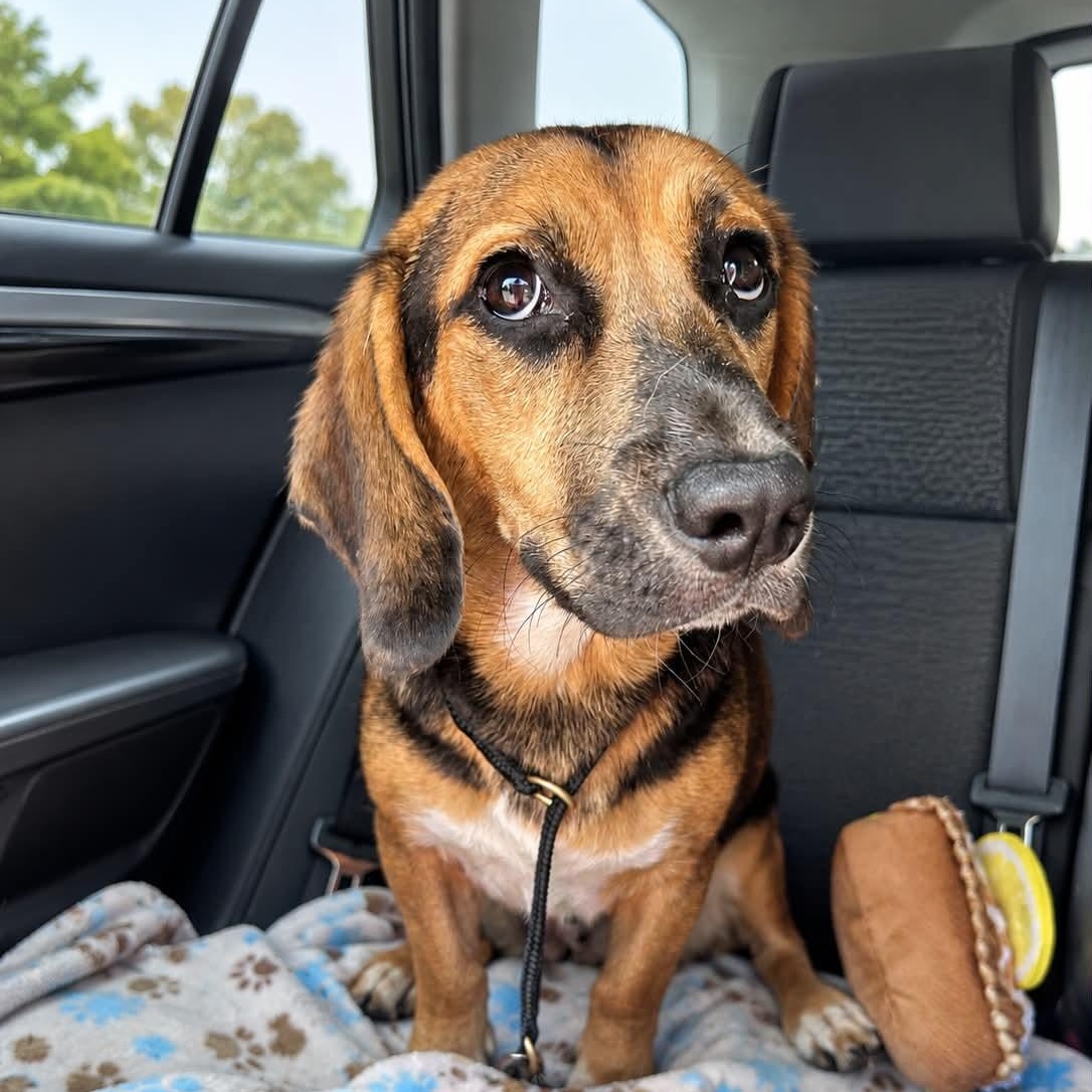Buttons, an adopted mixed breed in Billerica, MA image 2/4