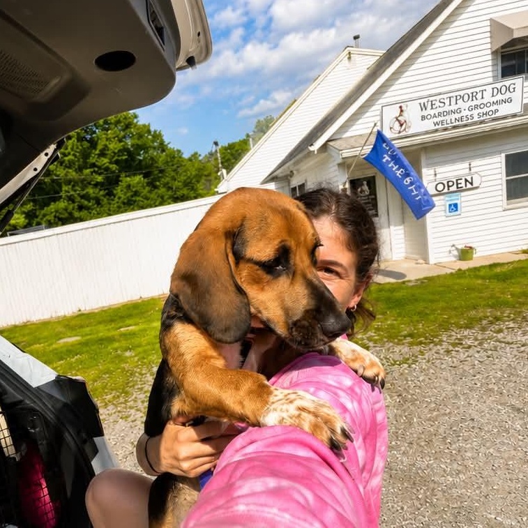 Buttons, an adopted mixed breed in Billerica, MA image 3/4