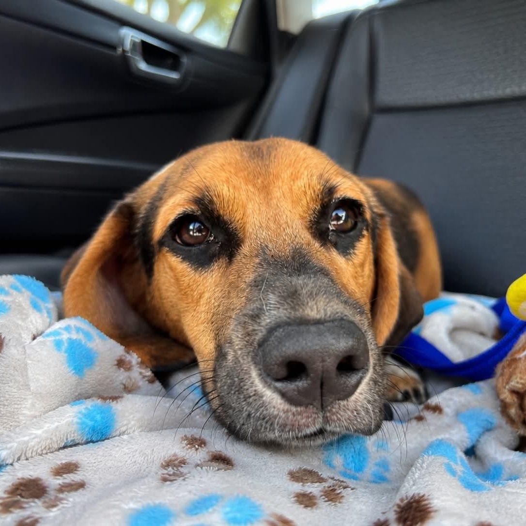 Buttons, an adopted mixed breed in Billerica, MA image 1/4